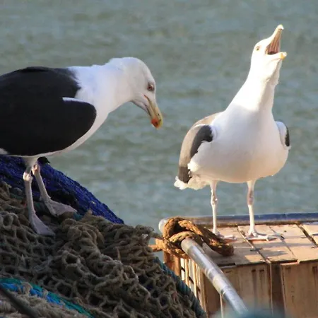 Coquet Independant Entre Foret Et Marais * Saint-Hilaire-de-Riez
