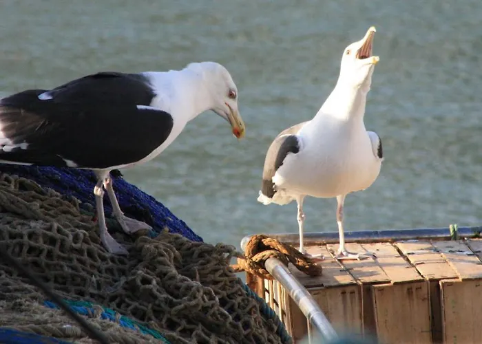 Coquet Independant Entre Foret Et Marais * Saint-Hilaire-de-Riez